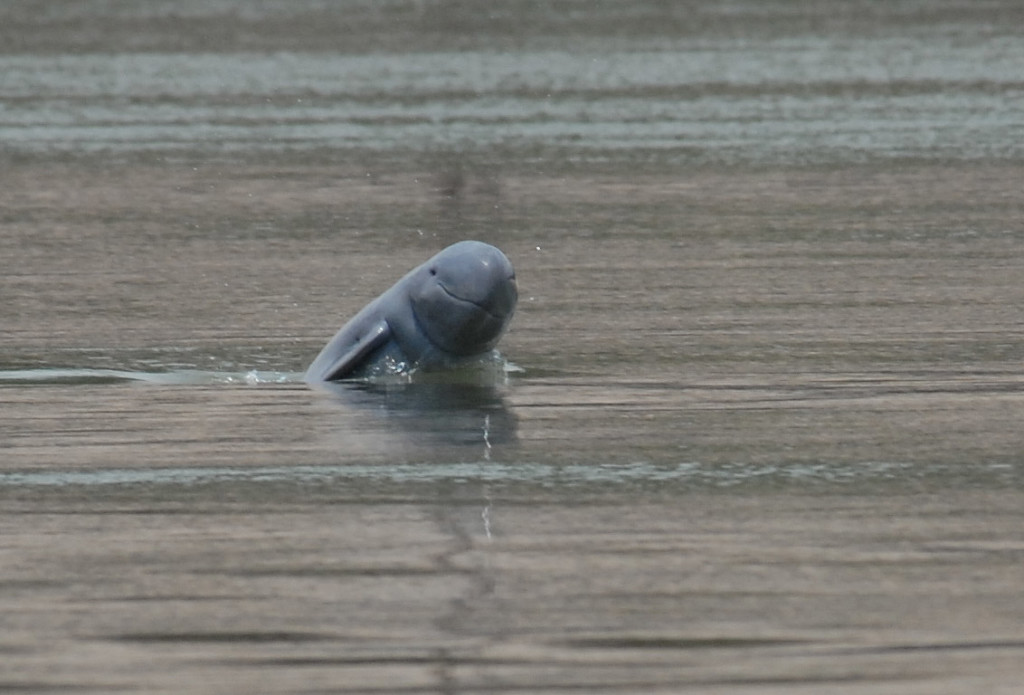 Kratie Dolphins