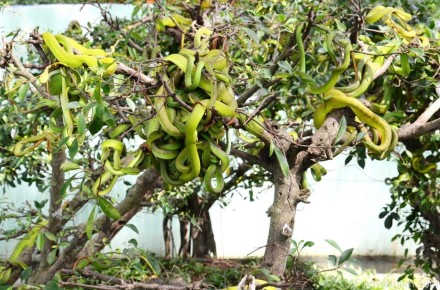 Dong Tam snake farm in My tho