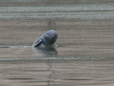 Kratie Dolphins