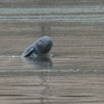 Kratie Dolphins