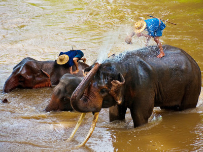 Cambodia Nature & Wildlife