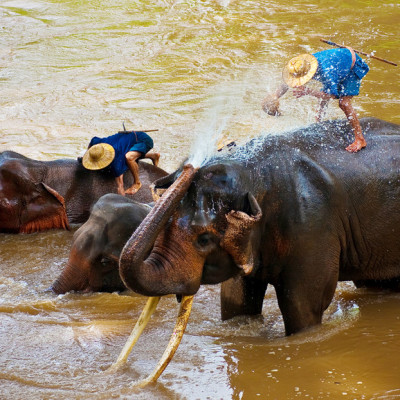 Cambodia Nature & Wildlife