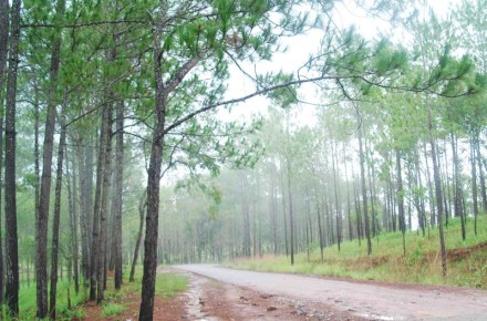 Kirirom national park